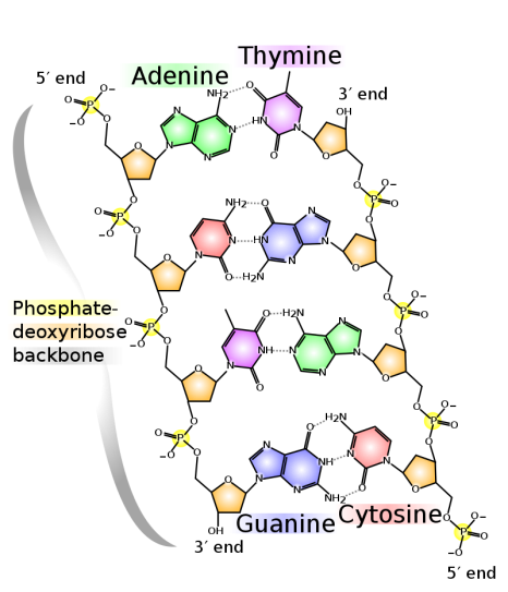 structure of DNA (CC0 by Madeleine Price Ball)