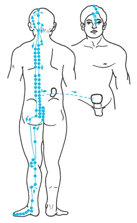 Bladder acupuncture meridian