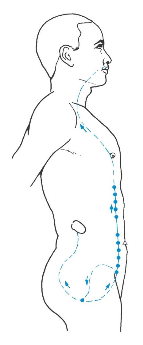 Chong-Mai acupuncture meridian