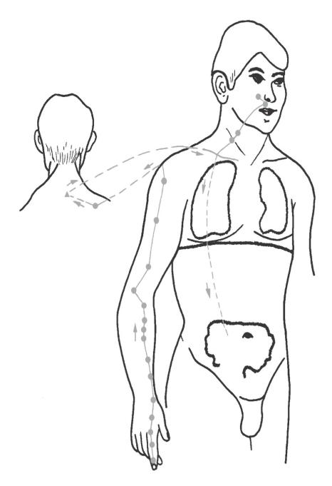 Large Intestine acupuncture meridian