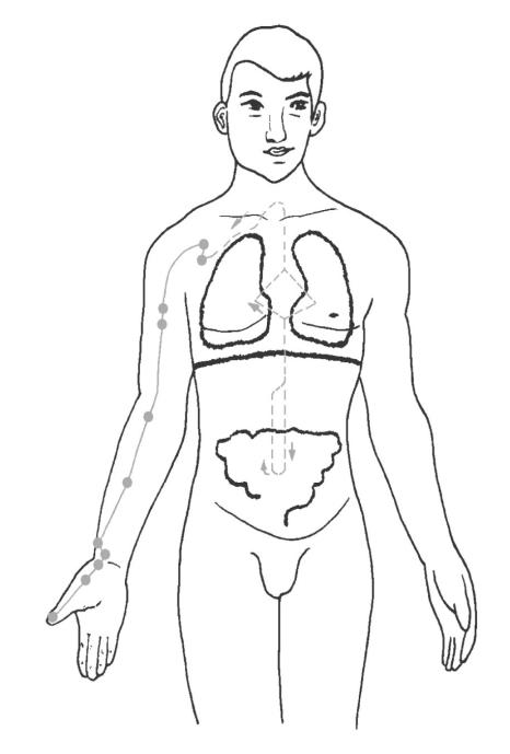 Lung acupuncture meridian