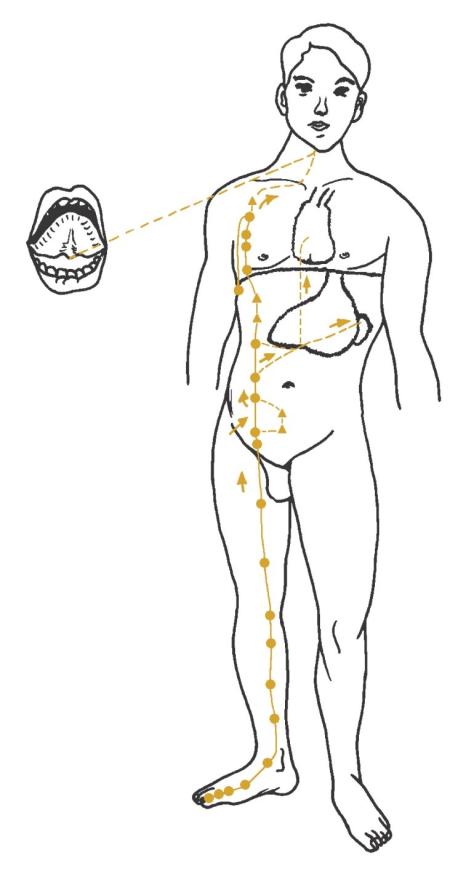 Spleen and Pancreas acupuncture meridian