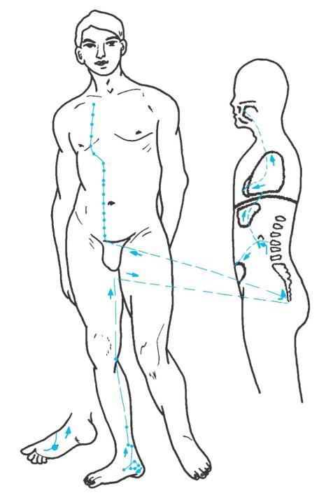 Verlauf des Nieren-Meridians